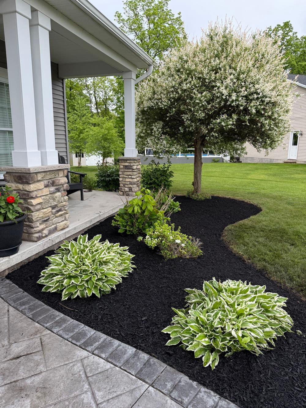 Lush garden with hosta plants, flowering tree, and mulch landscaping near a house.
